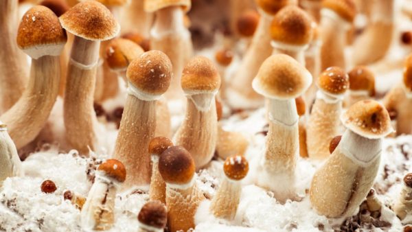 Exploring the Psychedelic Realm: Where to Purchase Envy Magic Mushrooms