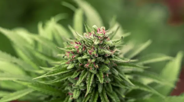 Apothecary Acres: Herbal Healing, Cannabis Feeling